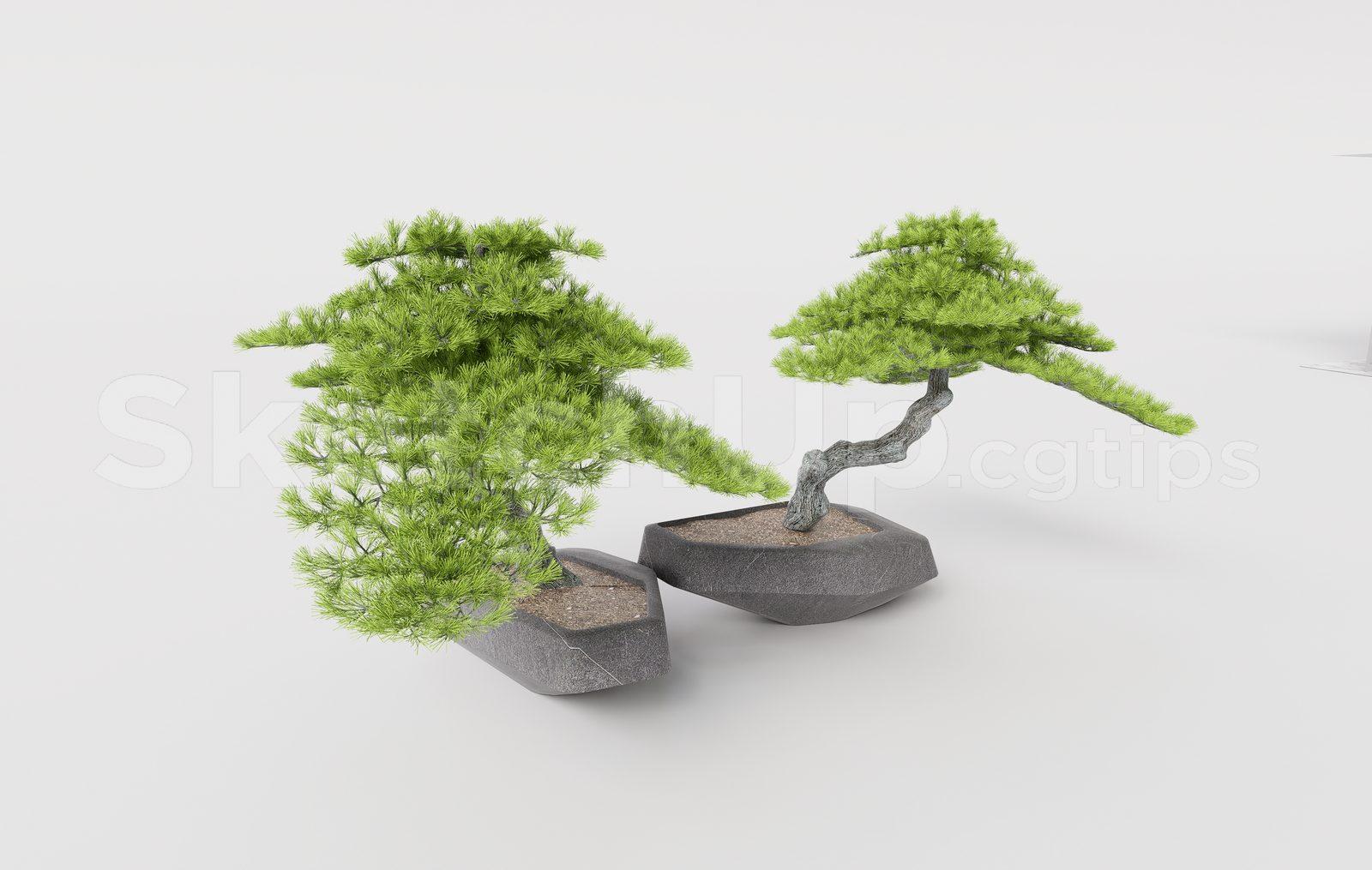 BonSai Tree