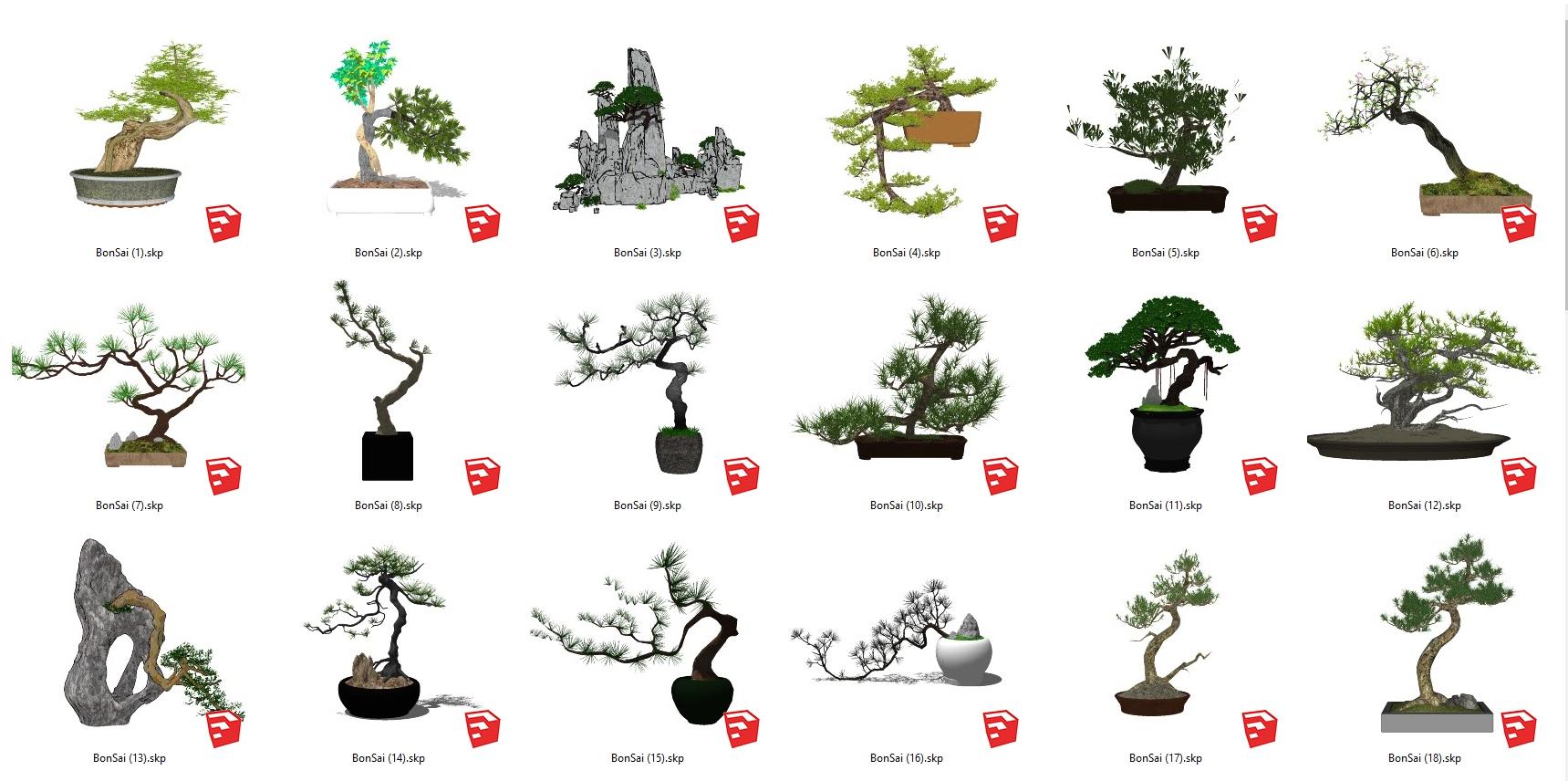 BonSai Tree