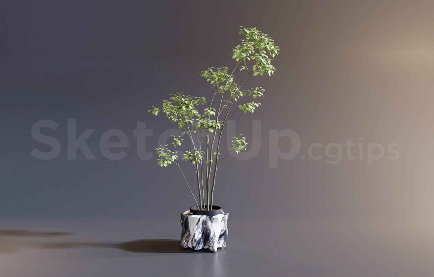 Plant