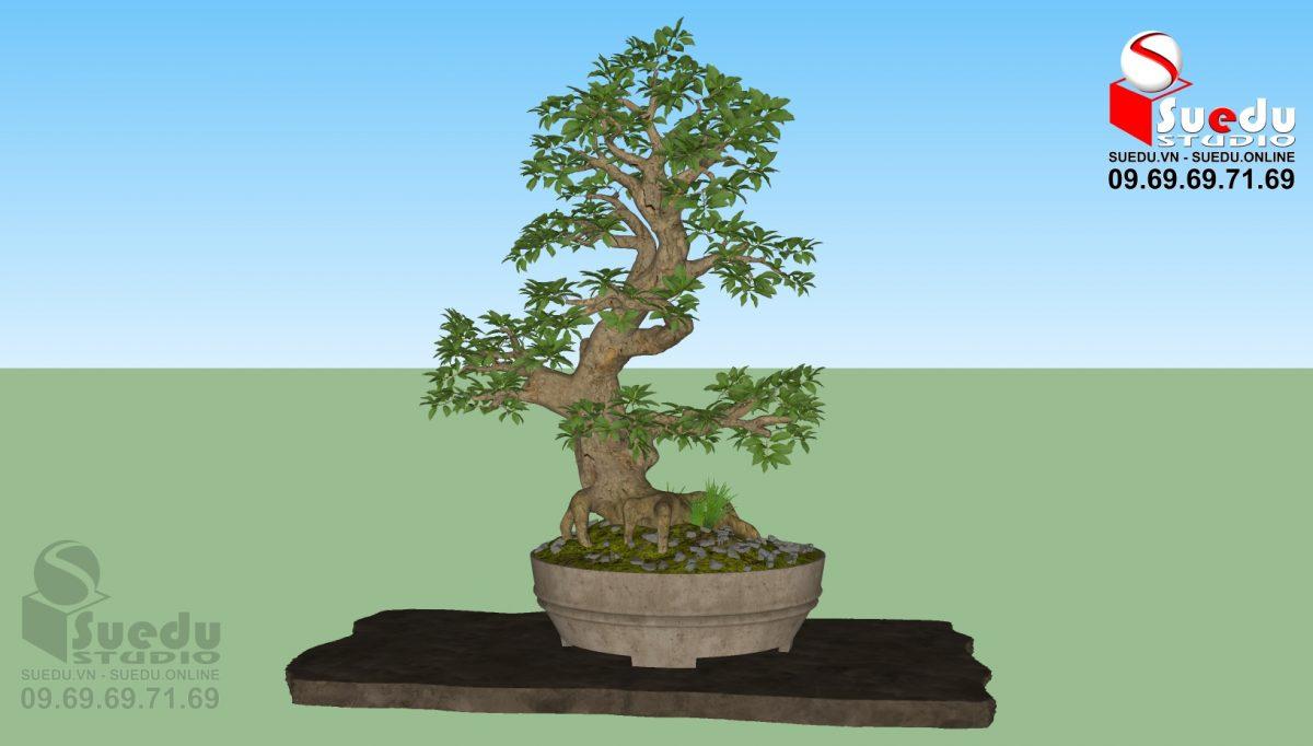 BonSai Tree