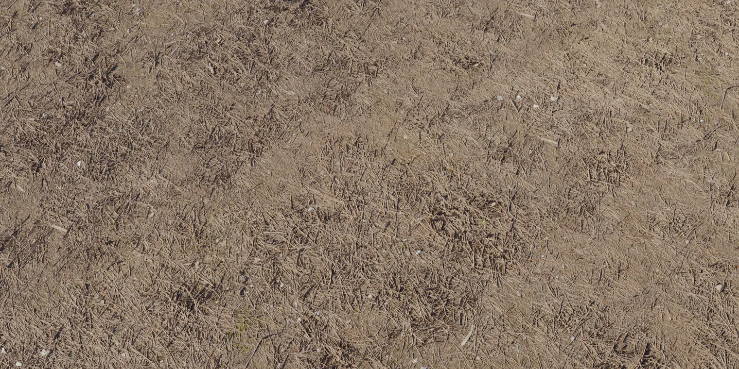 Forest Ground 3