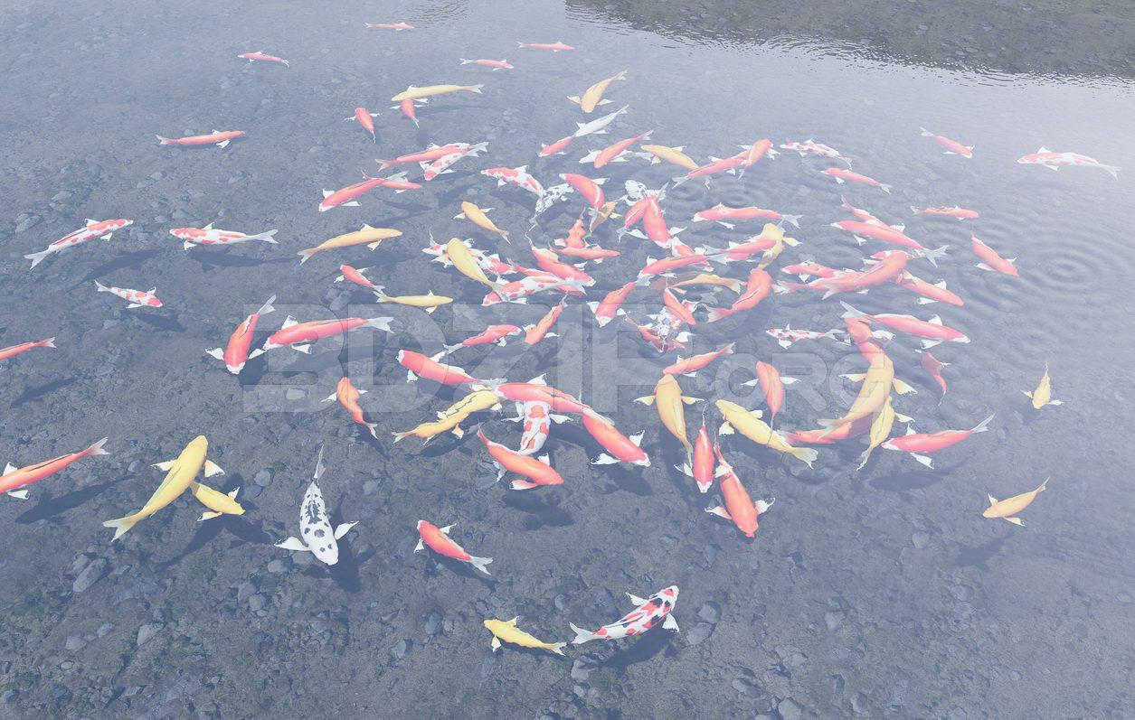 Koi Aquarium