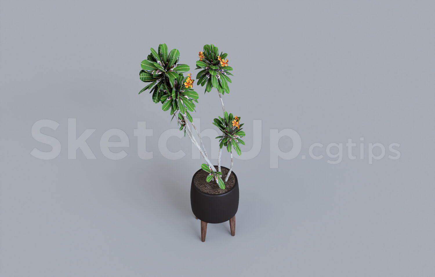 Plant