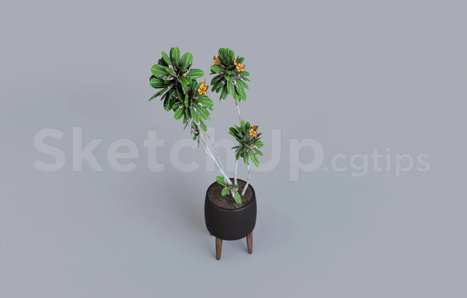 Plant