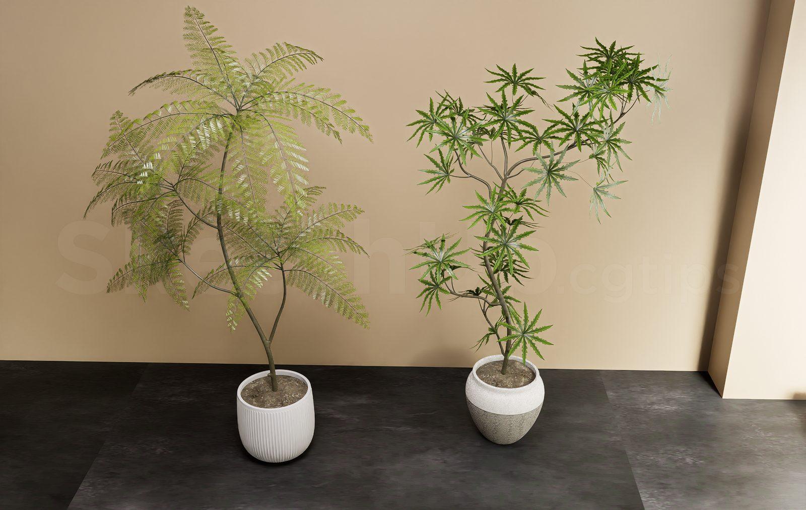 Plant
