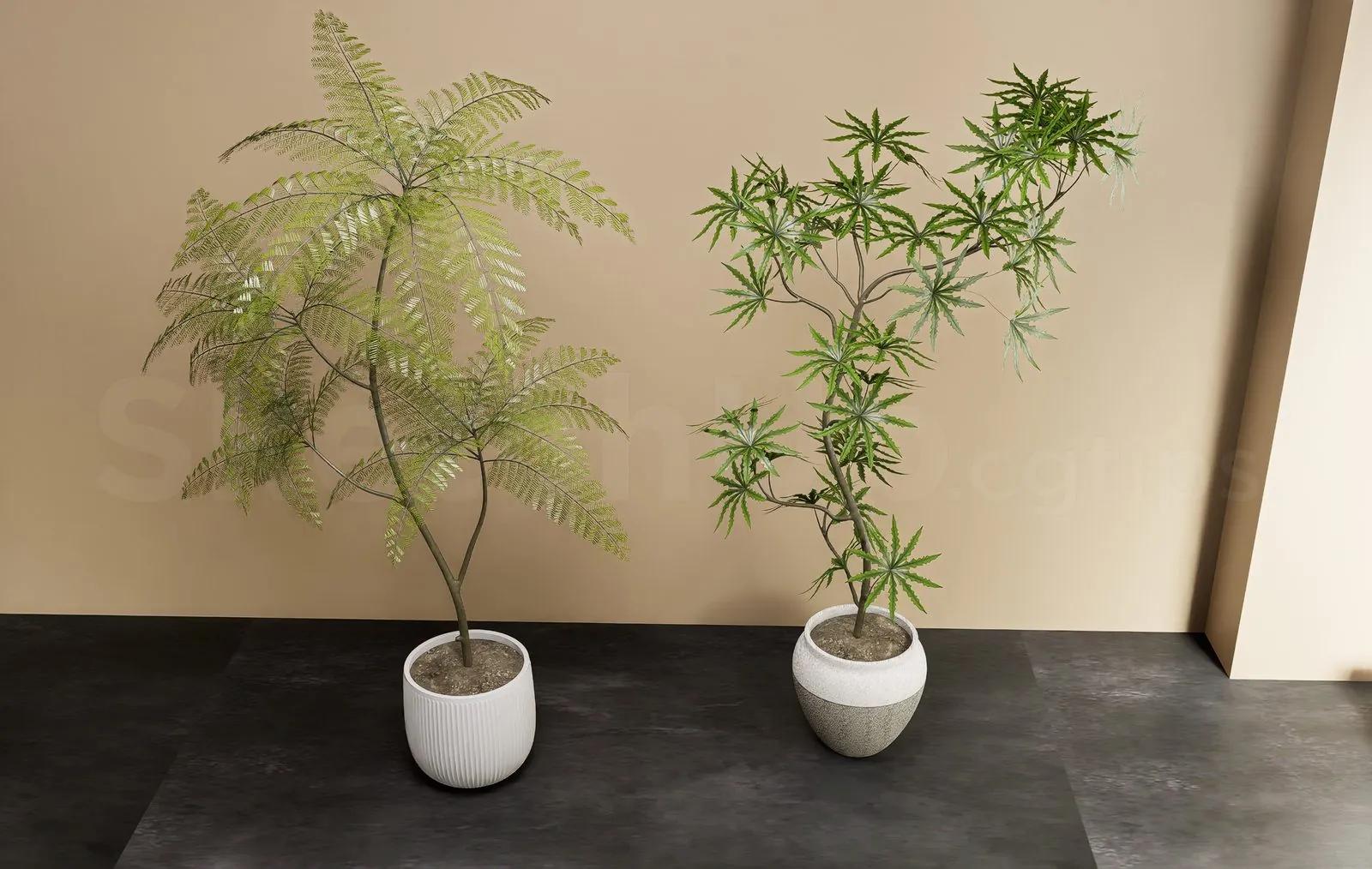 Plant