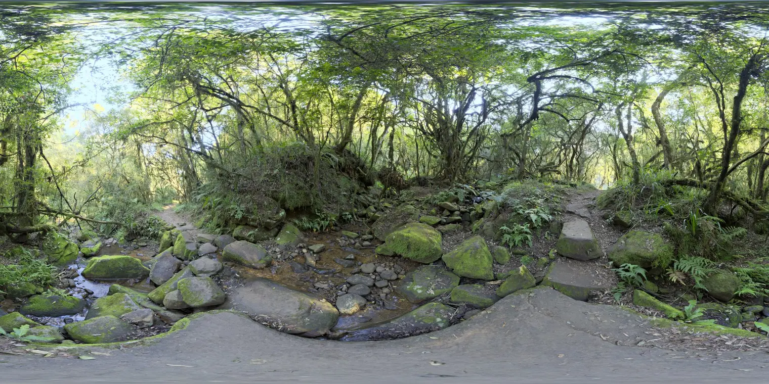 Mossy Forest
