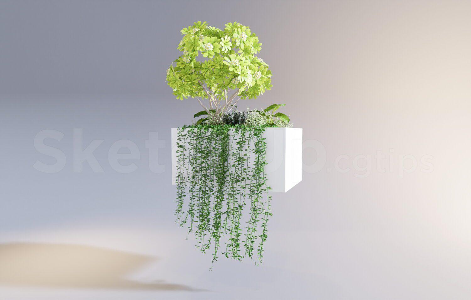 Plant