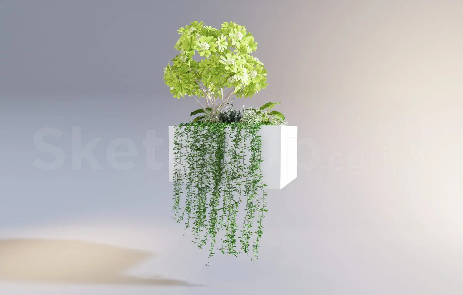 Plant