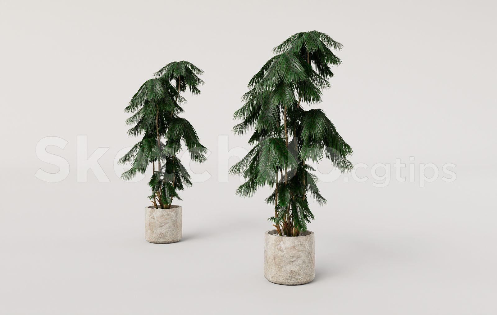 Plant