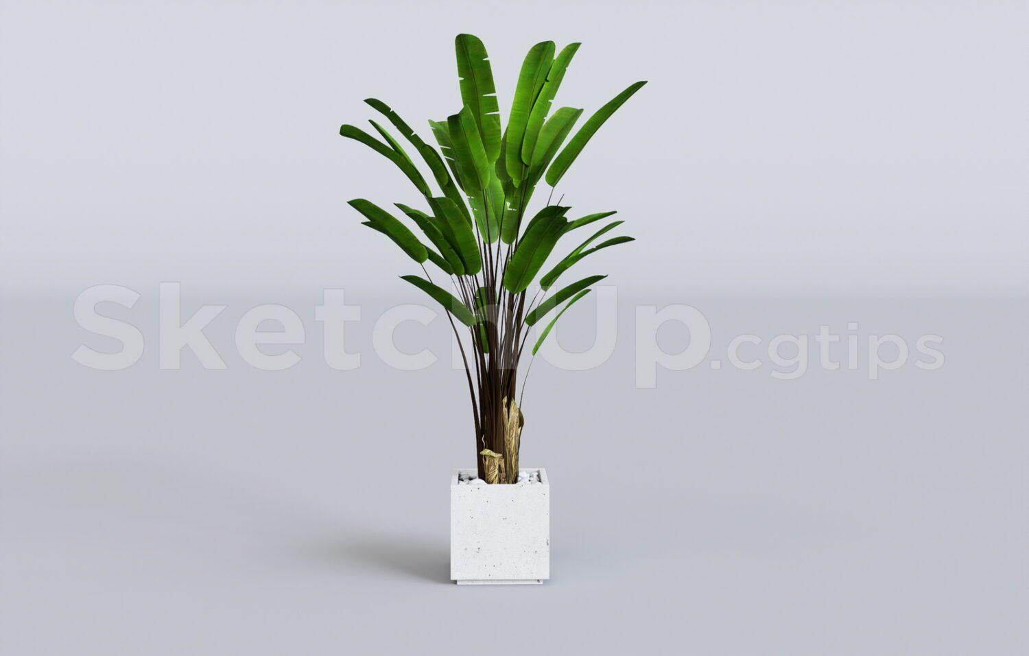 Plant