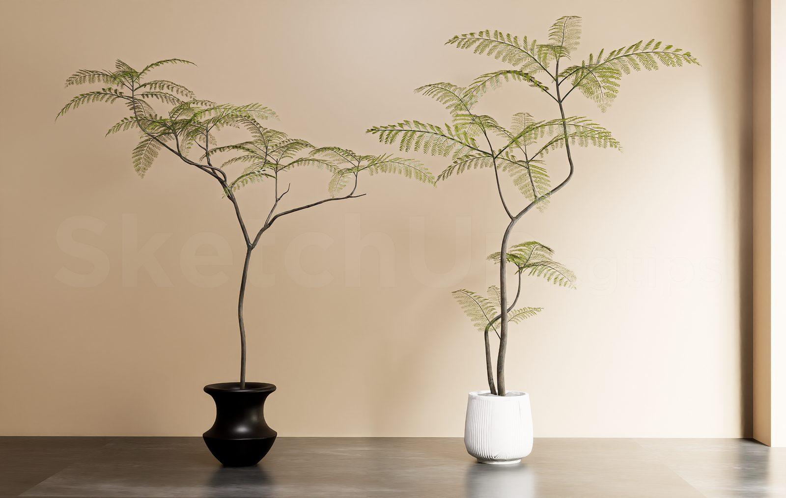 Plant