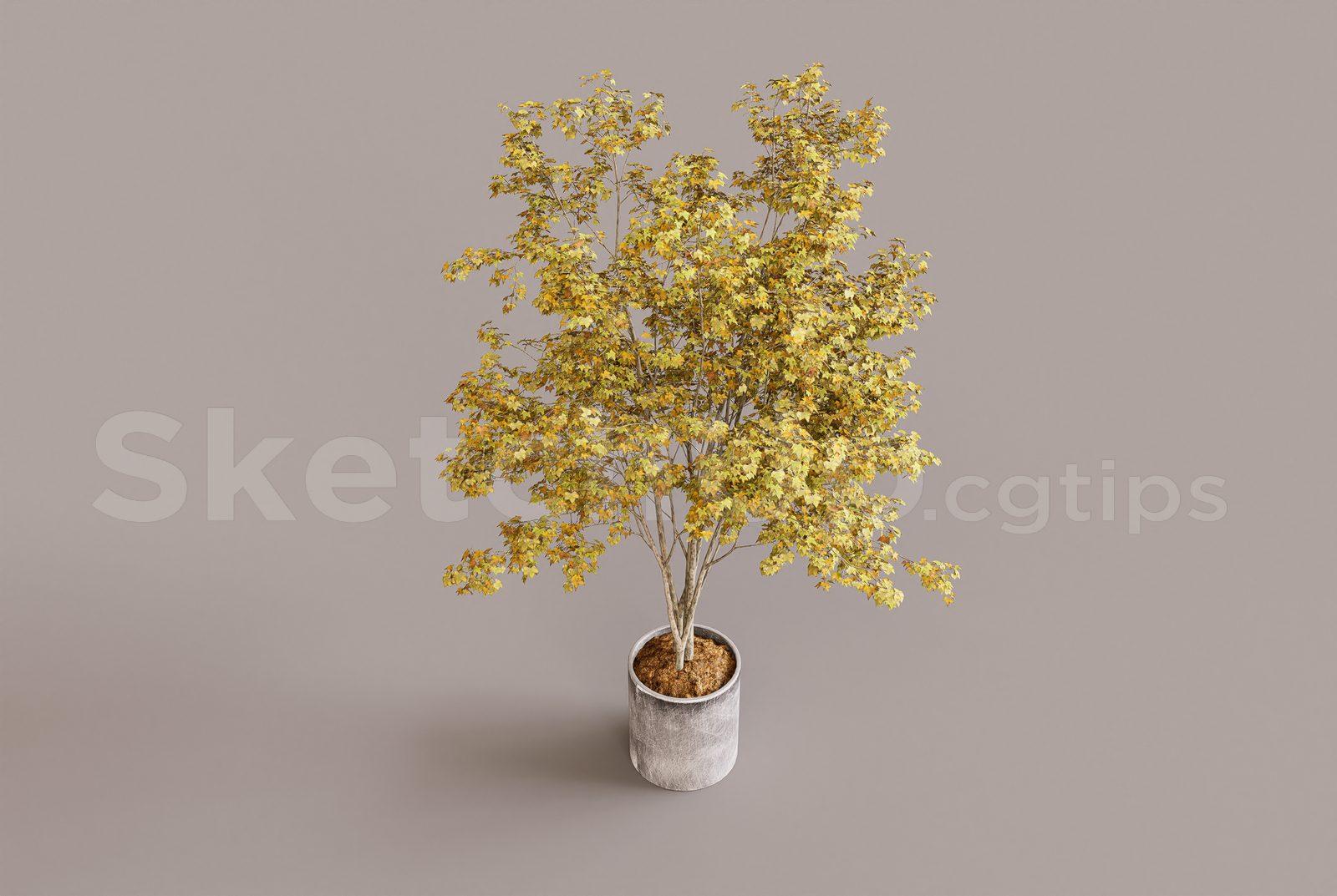 Plant