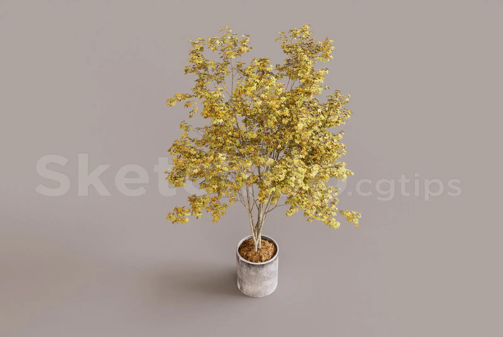 Plant