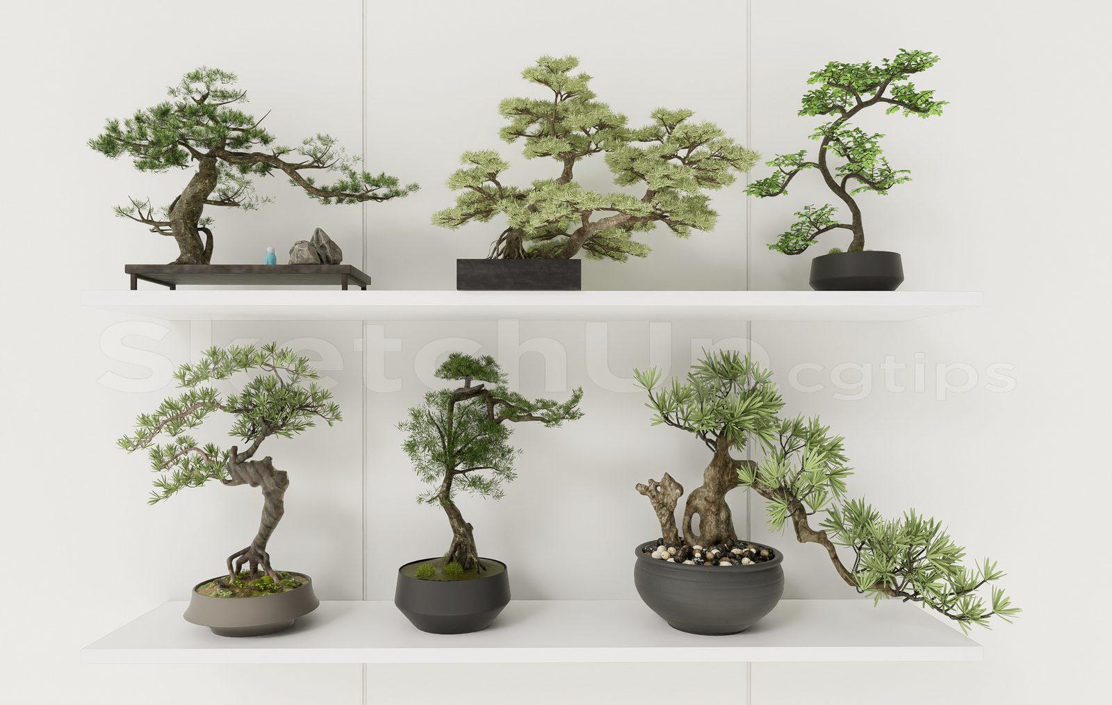 BonSai Tree