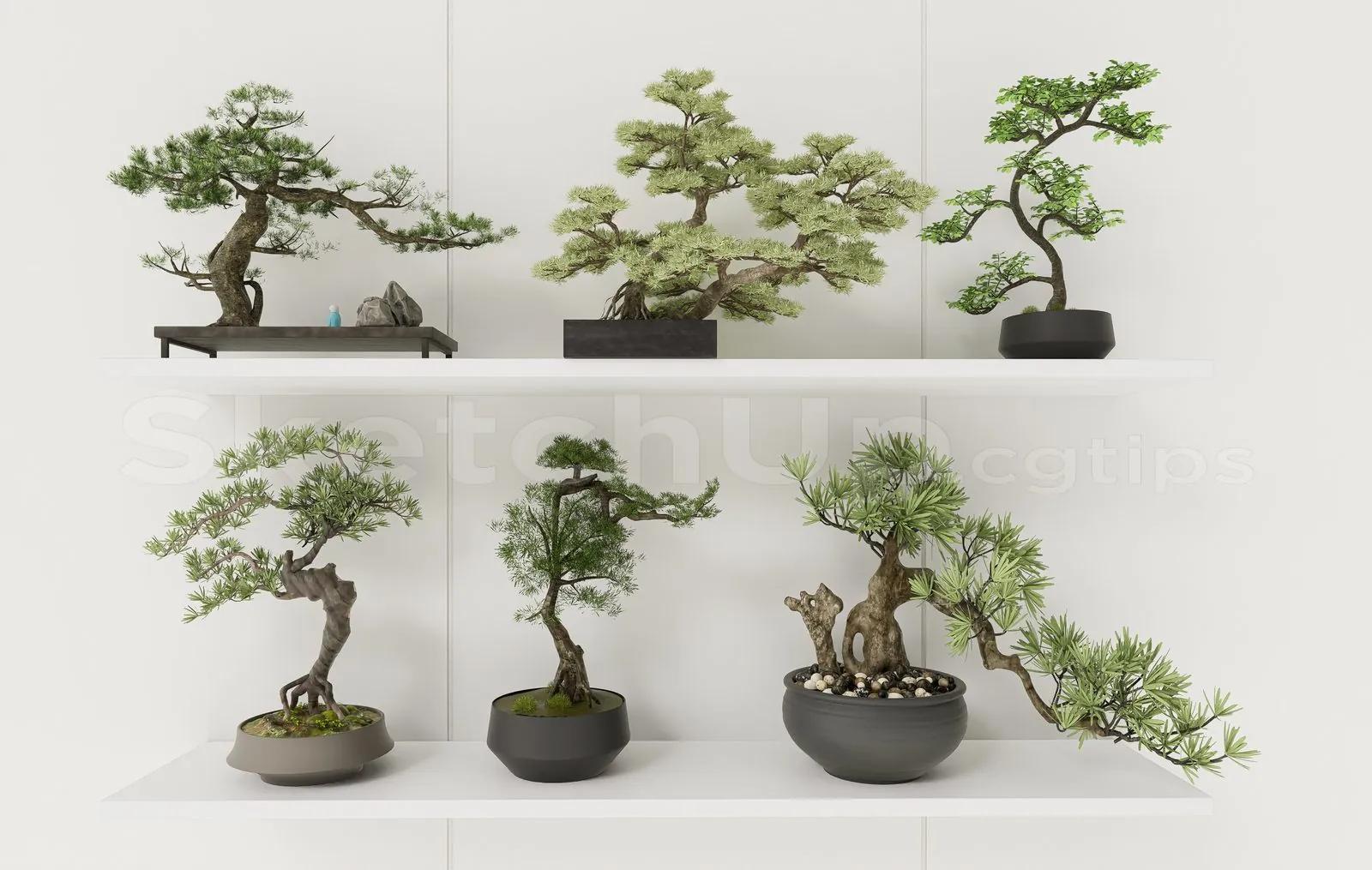 BonSai Tree