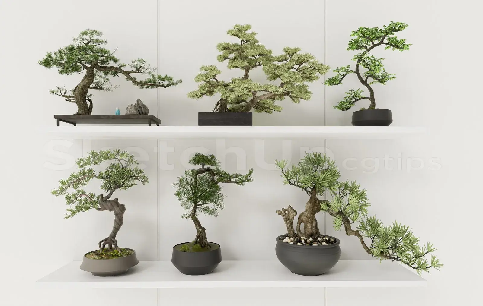 BonSai Tree