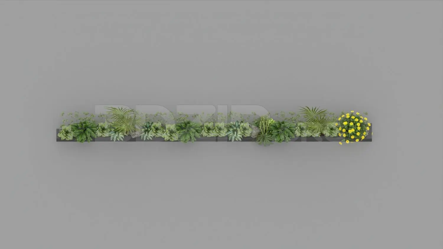 Plant