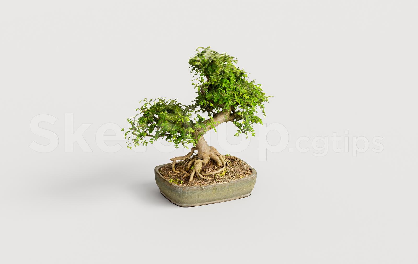 BonSai Tree