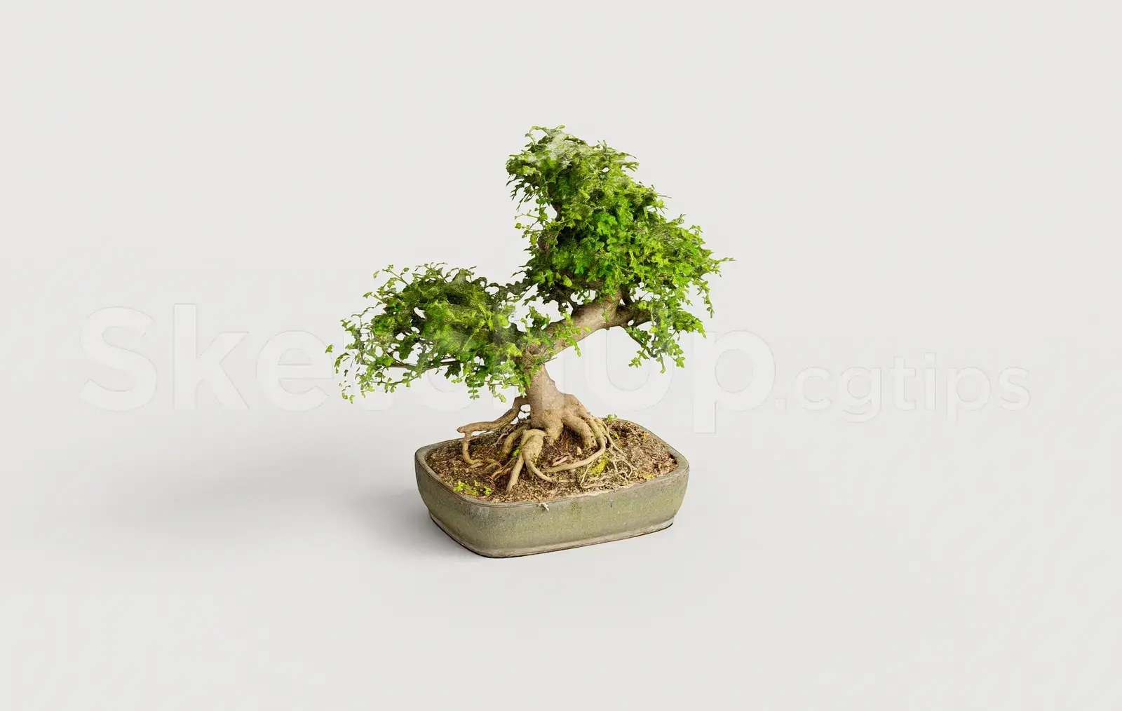 BonSai Tree