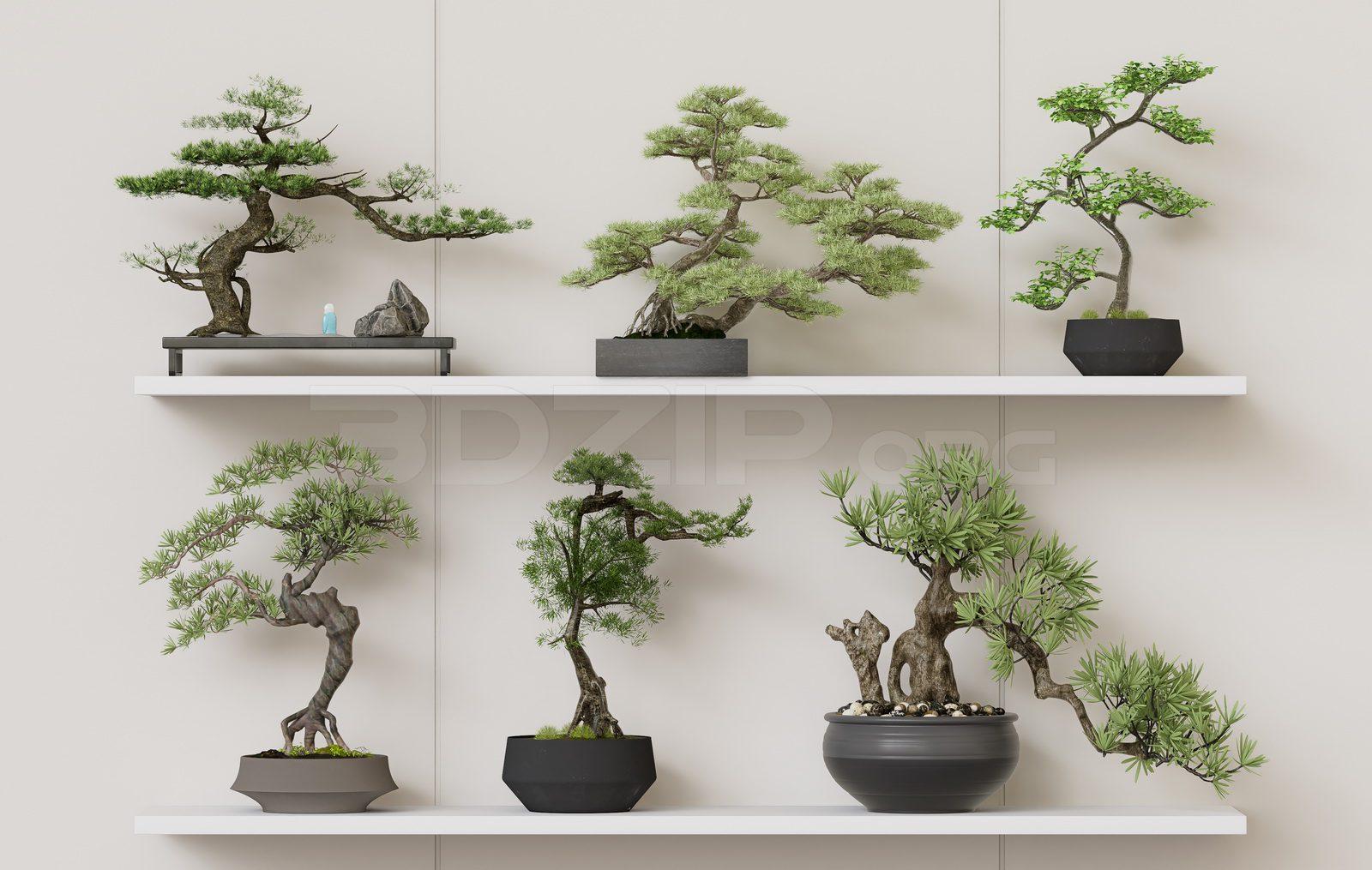 BonSai Tree
