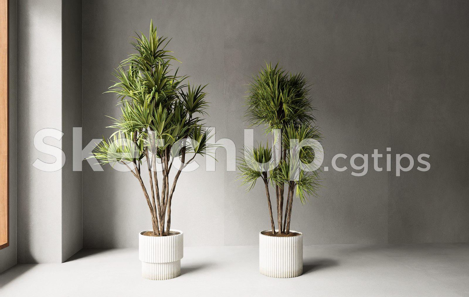 Plant