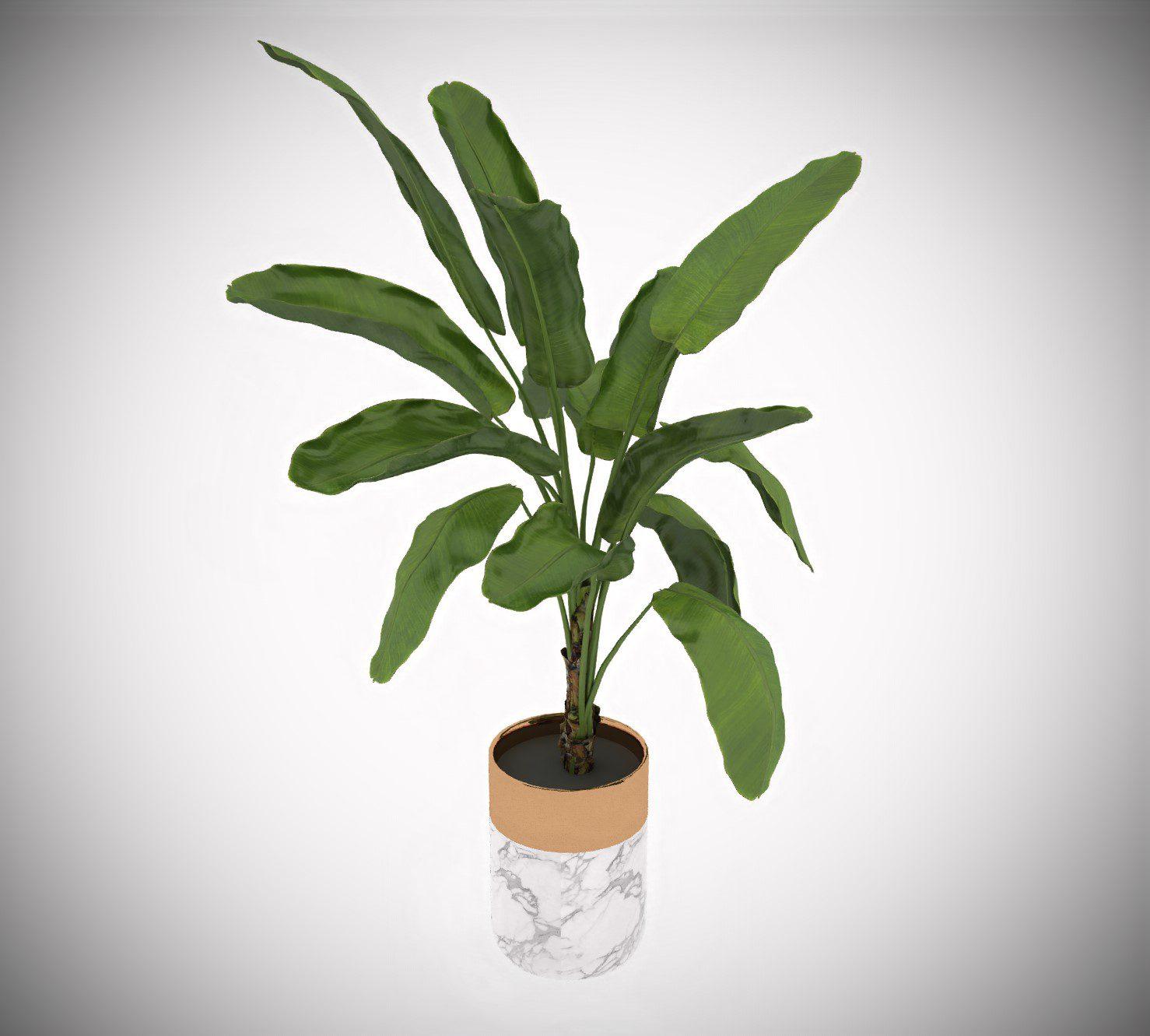 Plant
