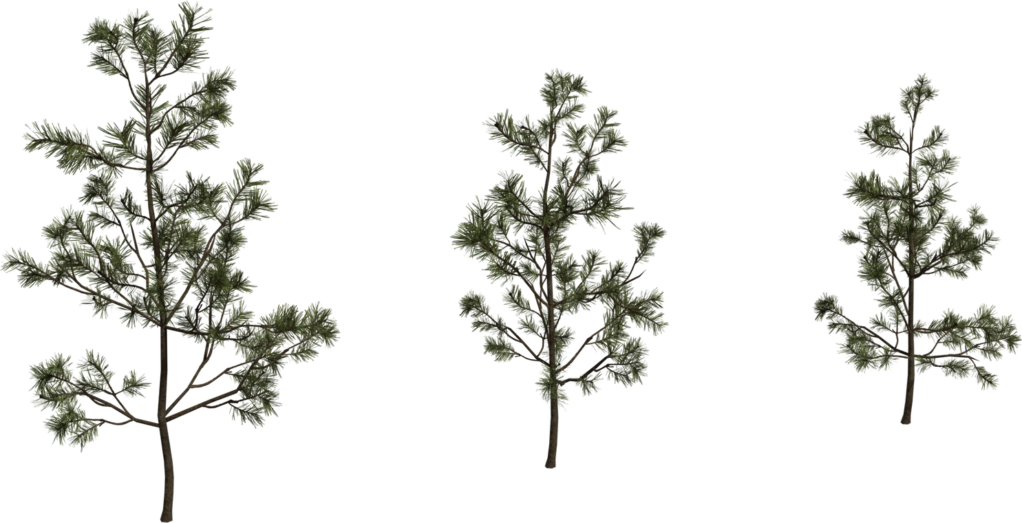 Pine Sapling Small