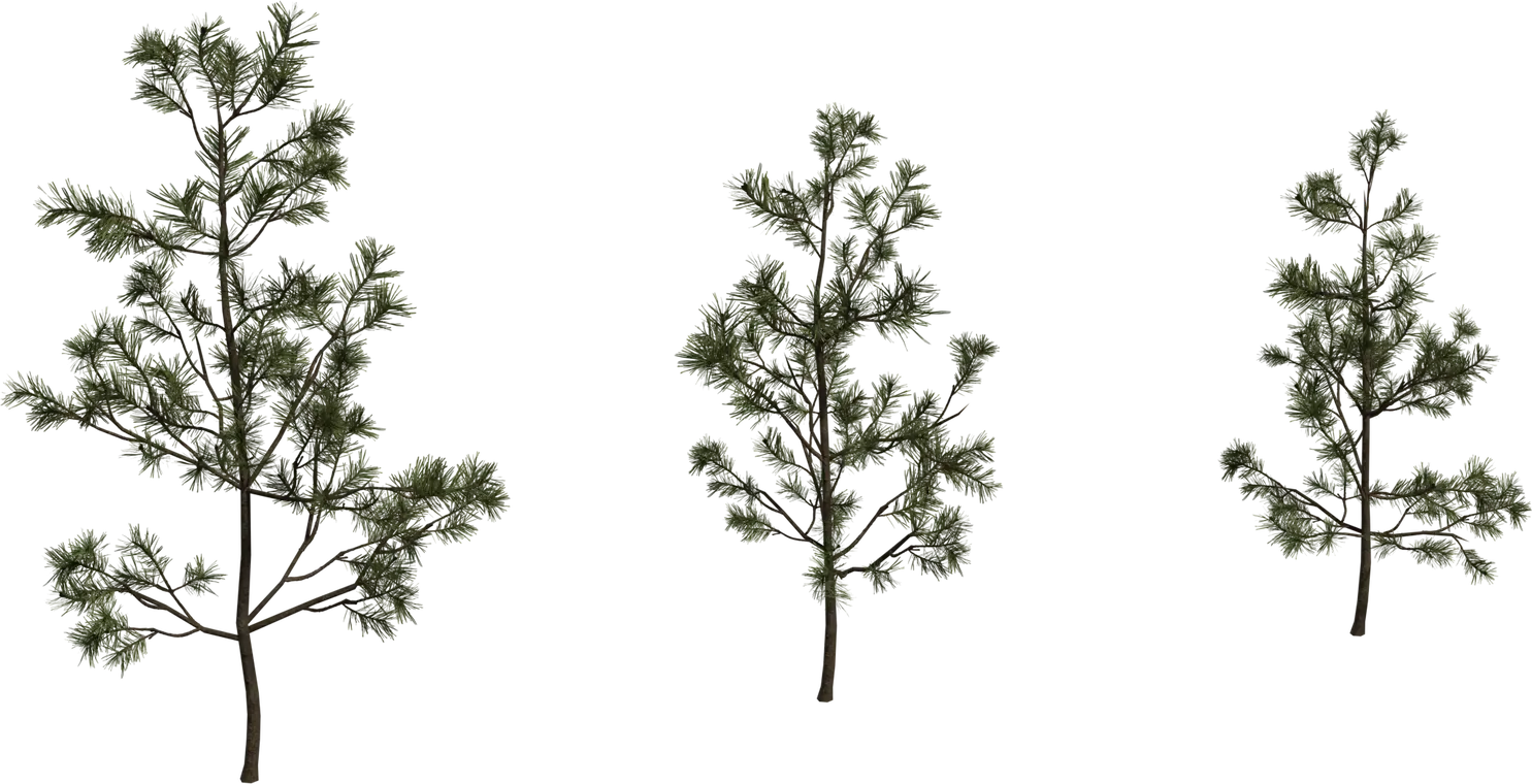 Pine Sapling Small