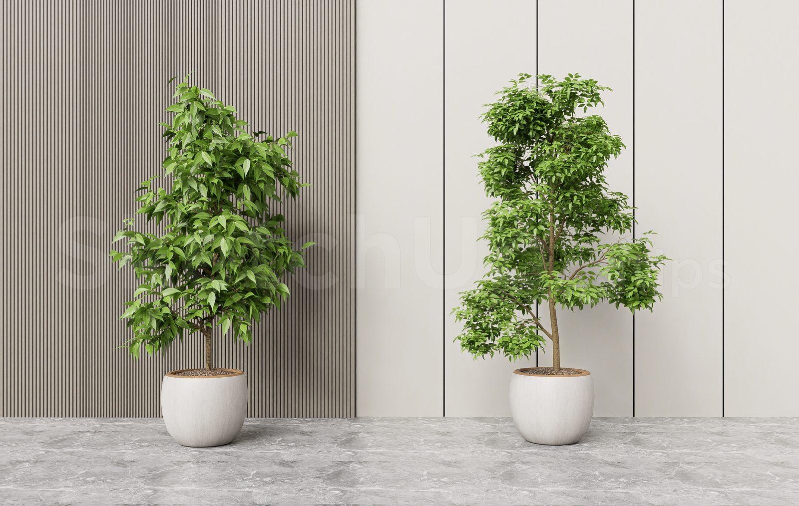 Plant