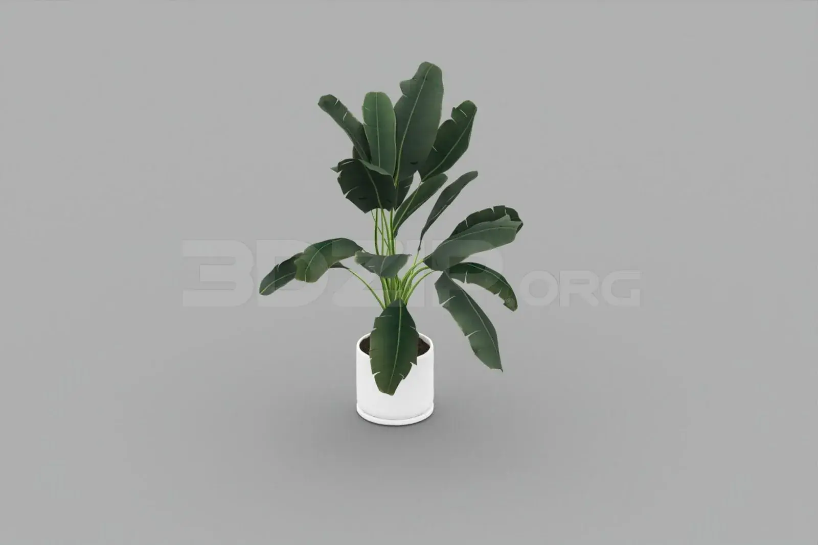 Banana Tree