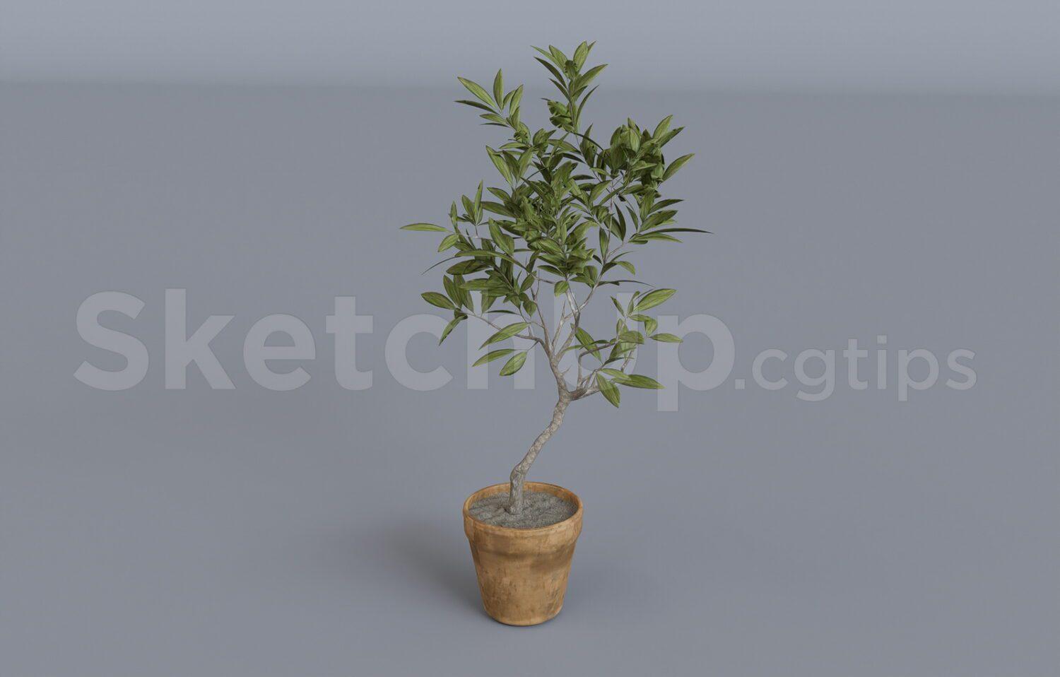 Plant