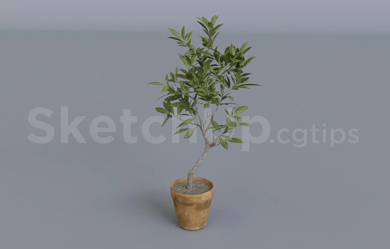Plant