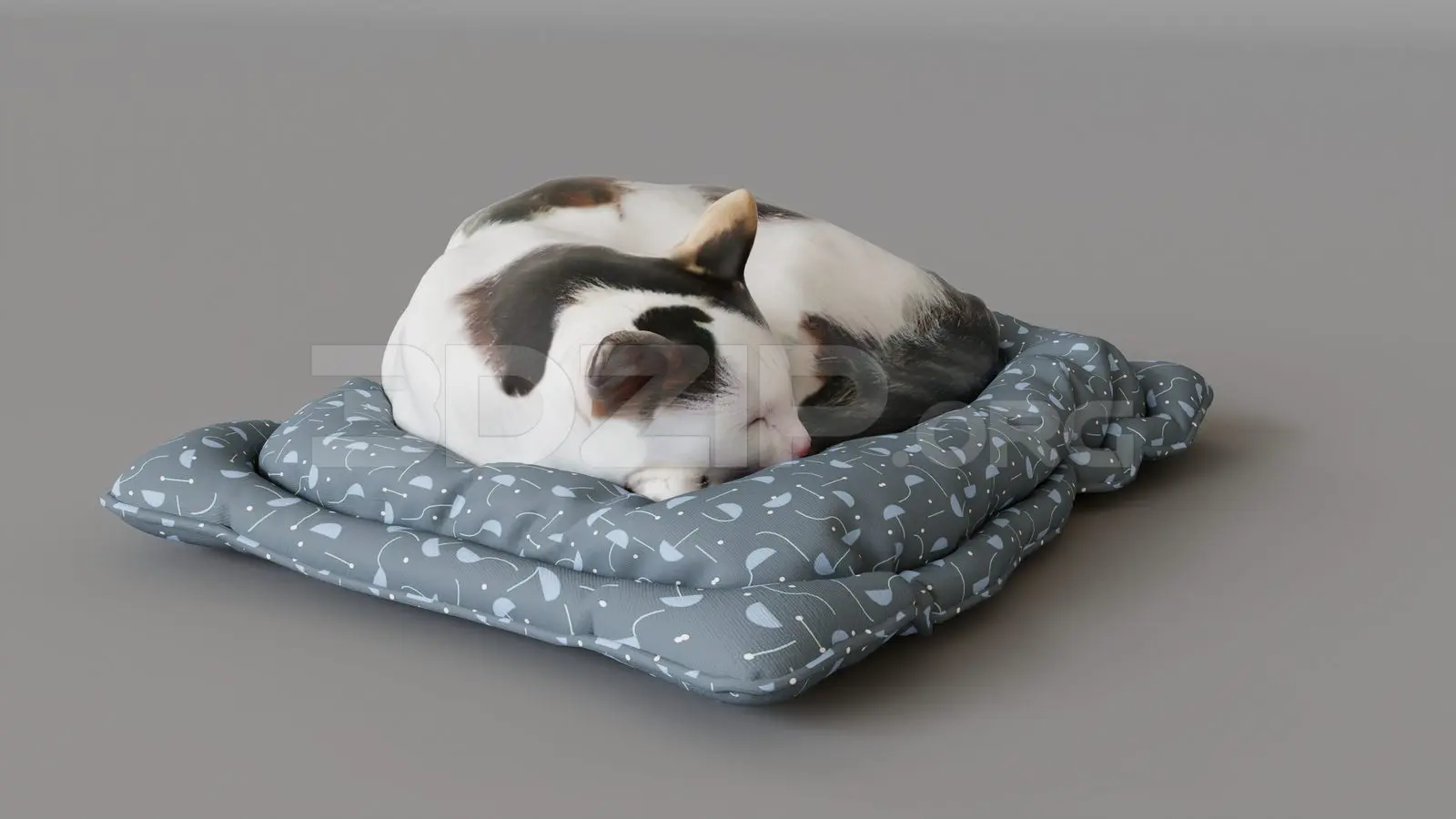 Animal Cat