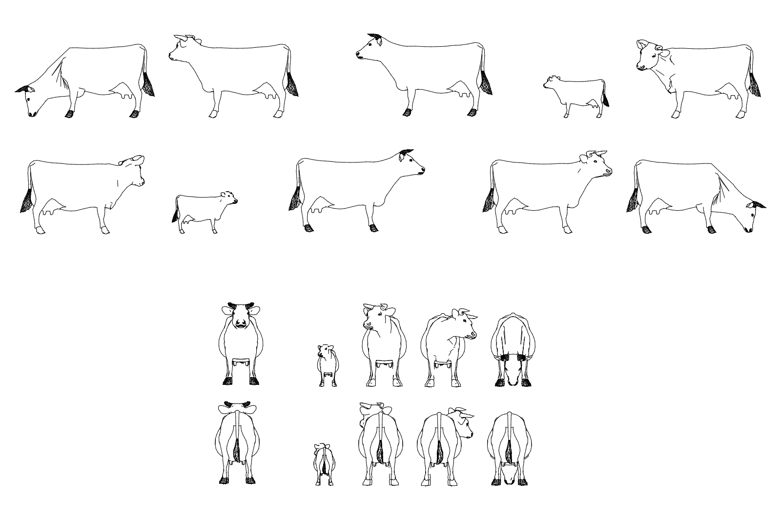 Cows