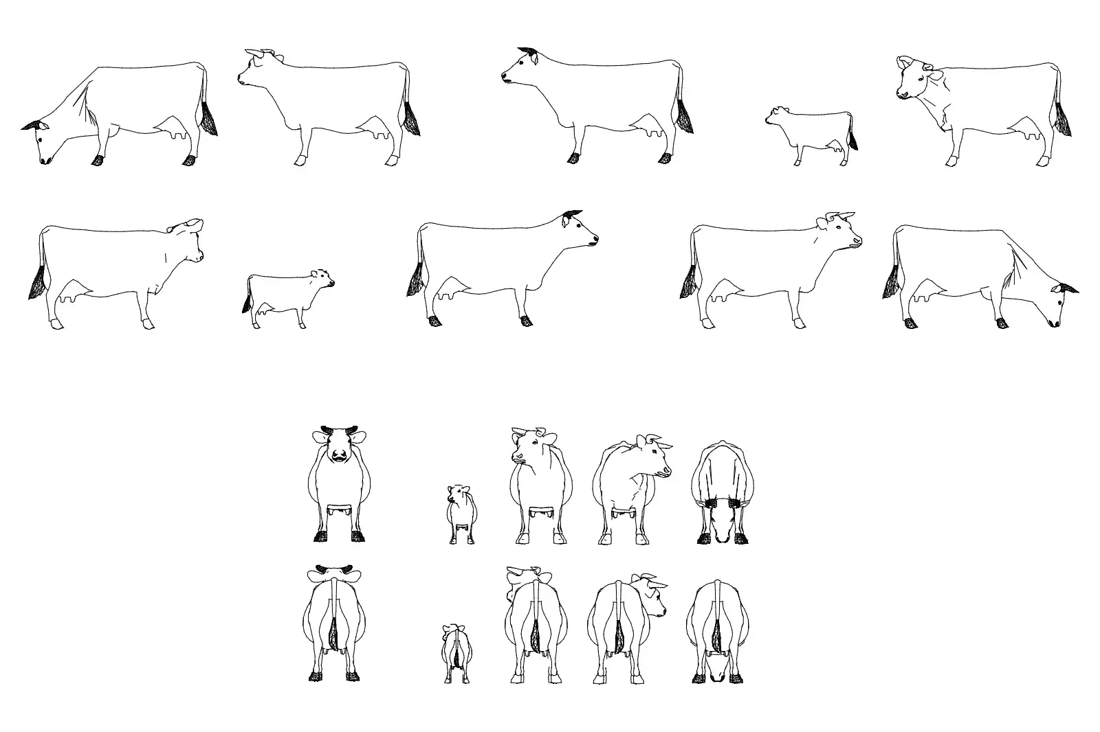 Cows