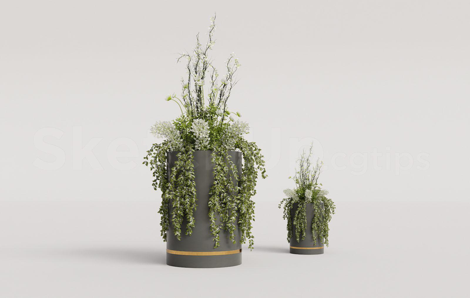 Plant