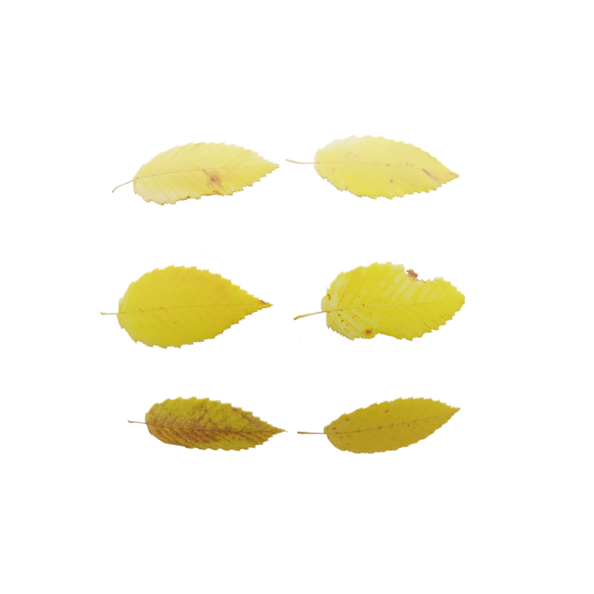 Leaf Set 007