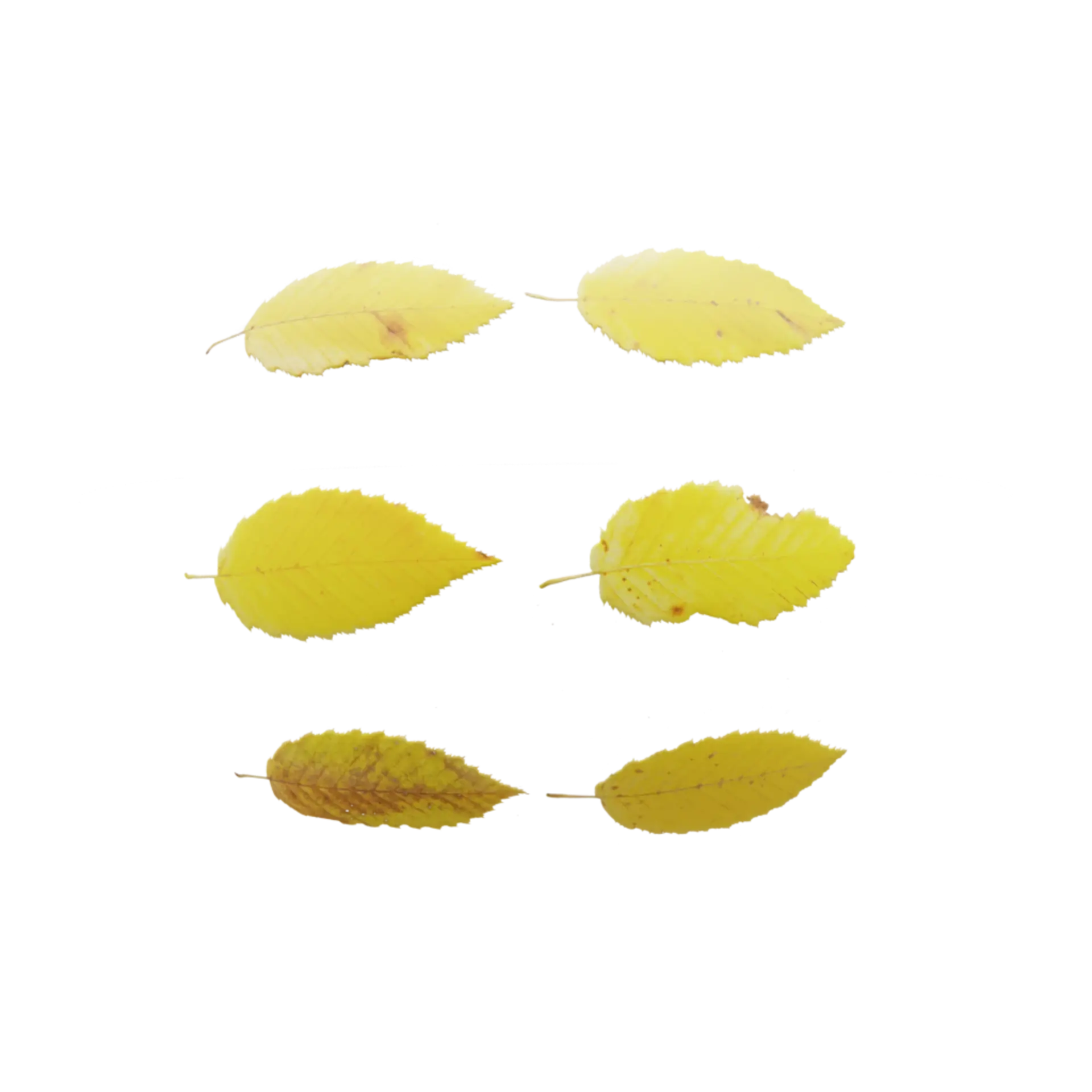 Leaf Set 007