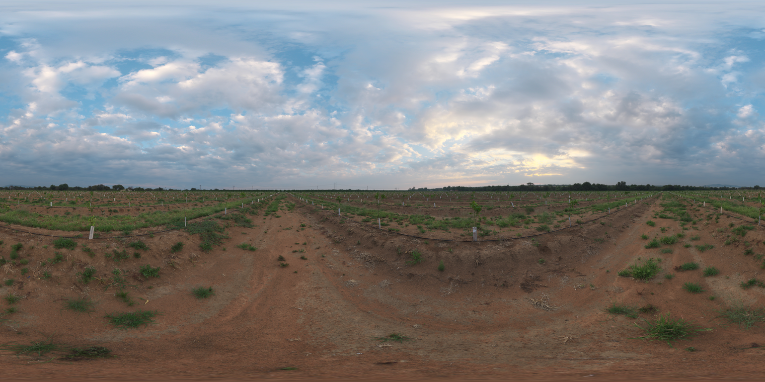 Citrus Orchard