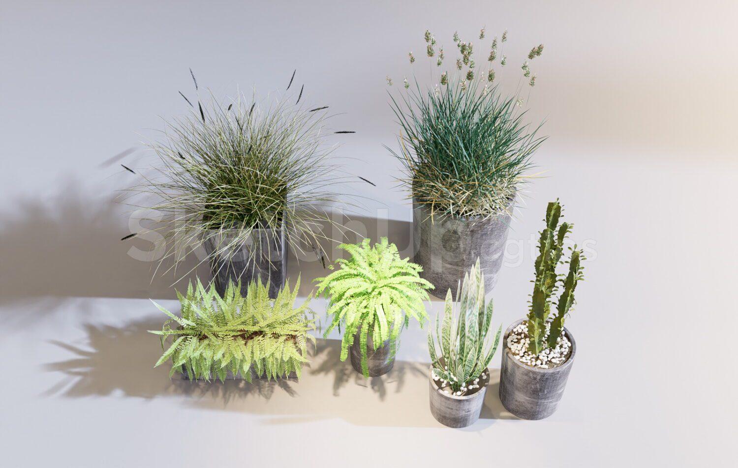 Plants