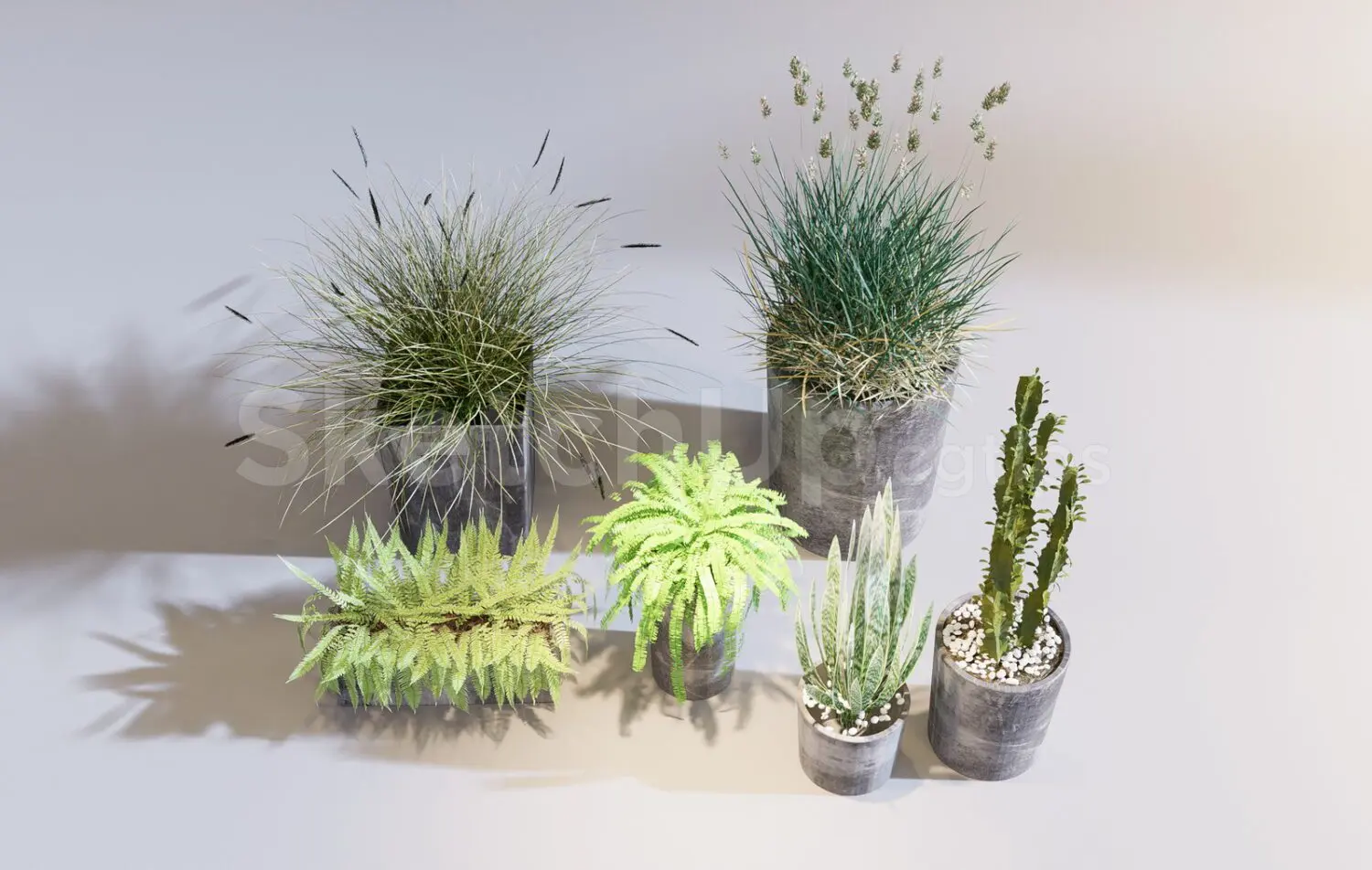 Plants
