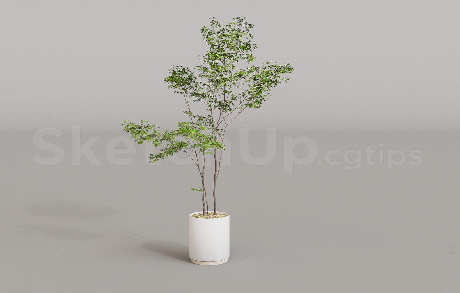Plant