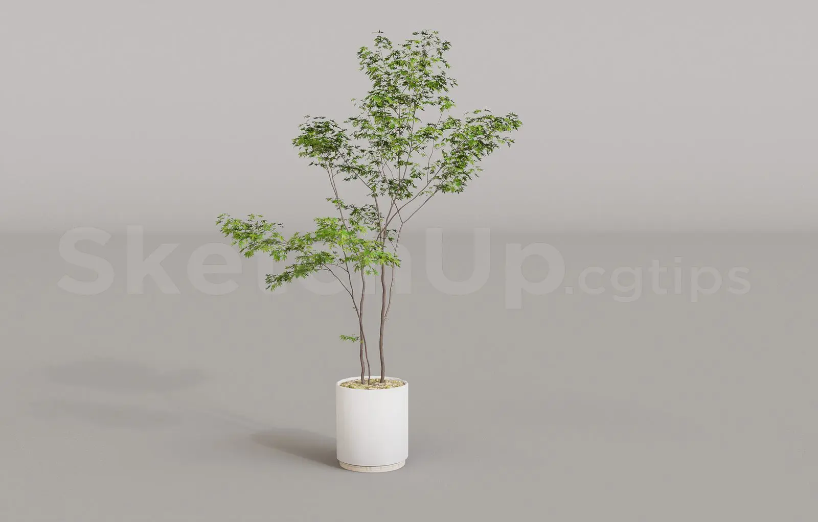 Plant — preview 1 (cgtips, CC0)