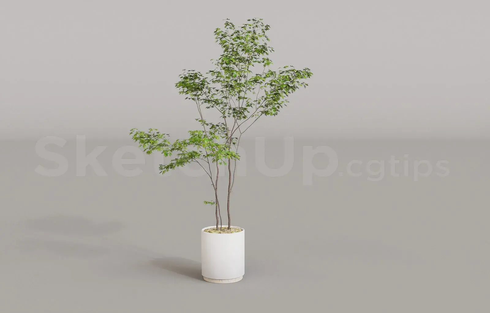 Plant