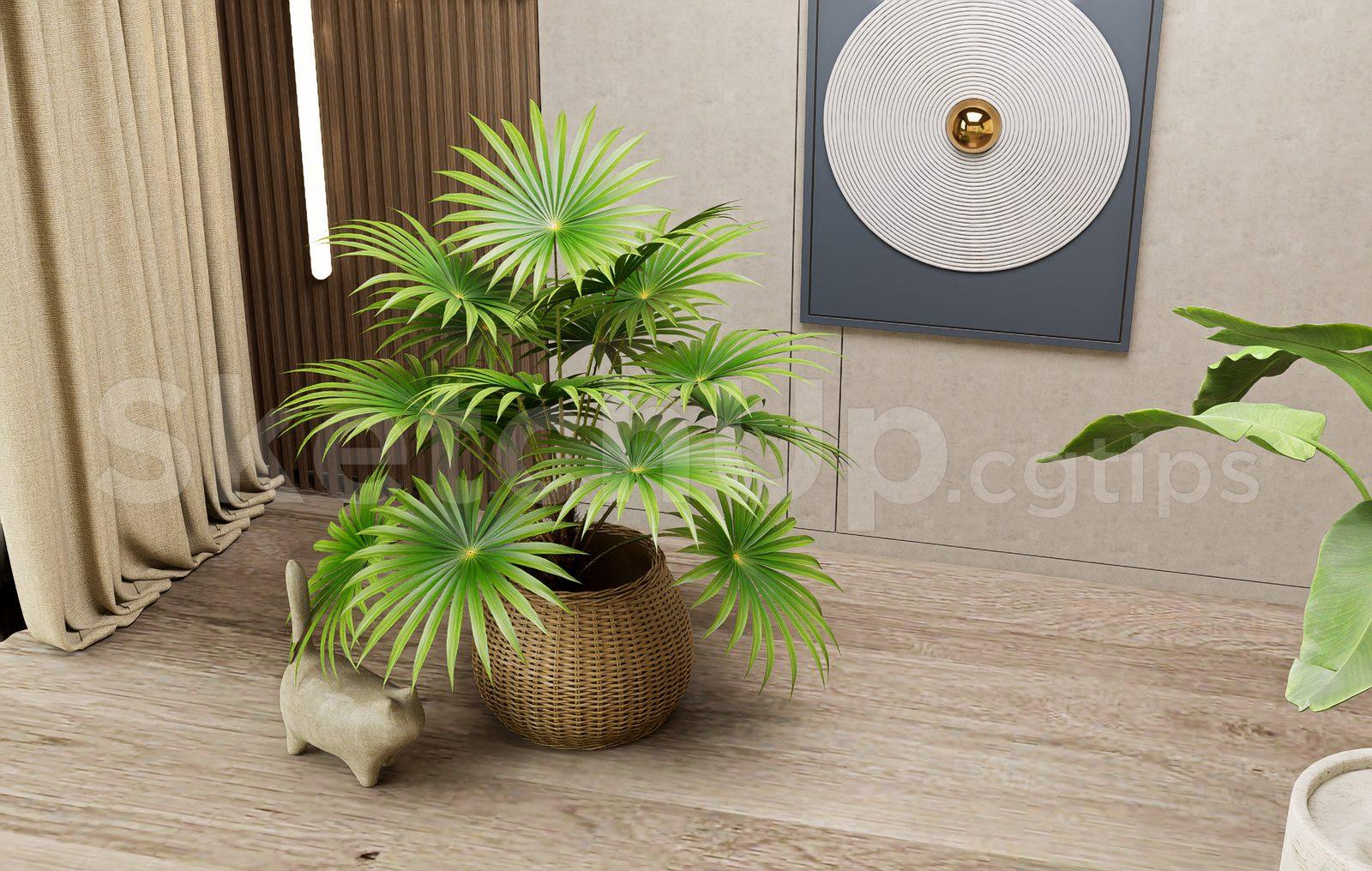 Plant