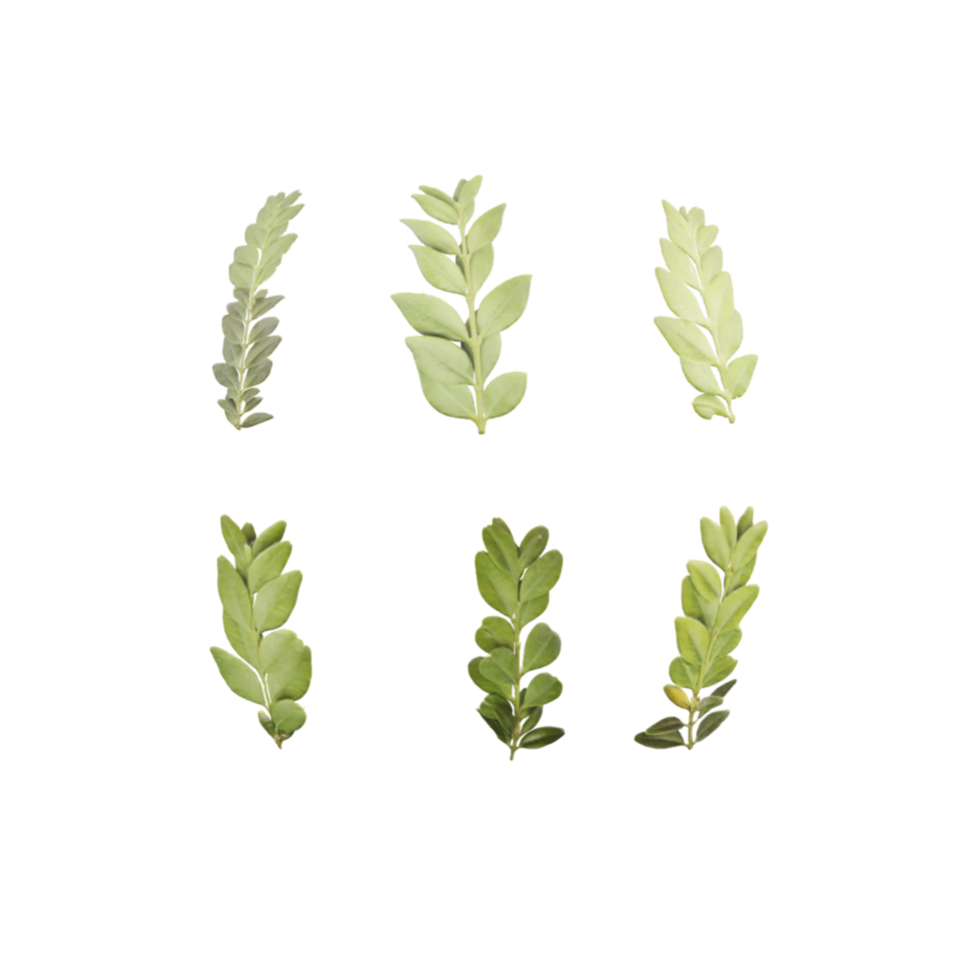 Leaf Set 002