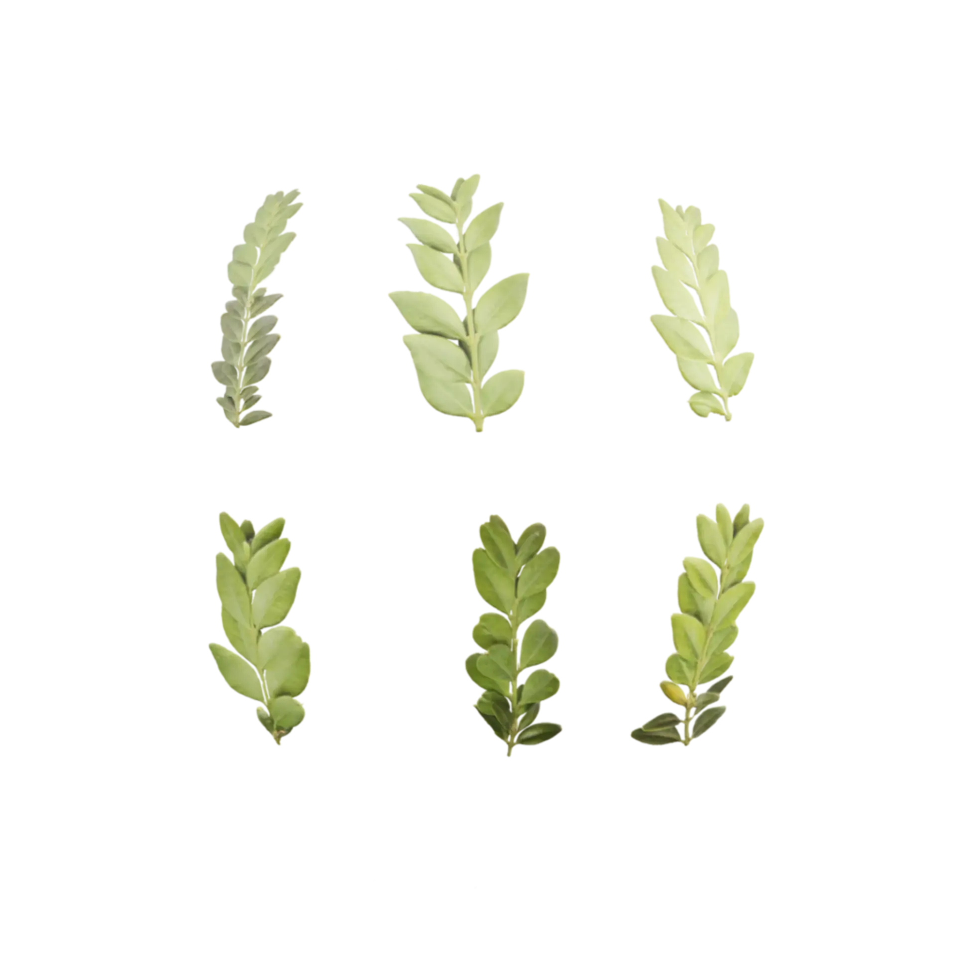 Leaf Set 002