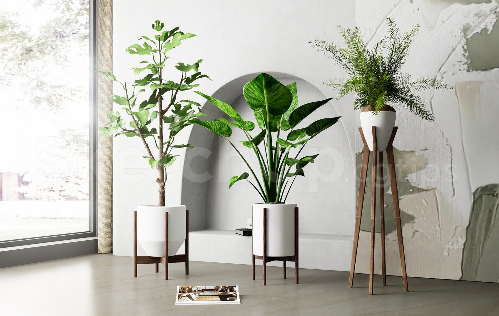 Modern Indoor Plant