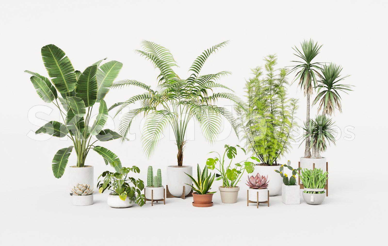 Plant